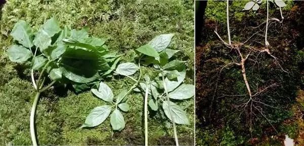 祭祀祖母托梦！韩国男子采到罕见百年野山参价值1亿韩元