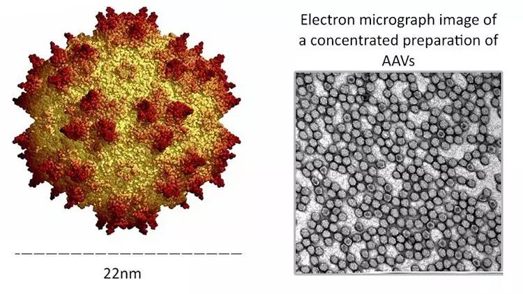 科学家注射病毒到眼睛里反转了老化眼盲的症状！