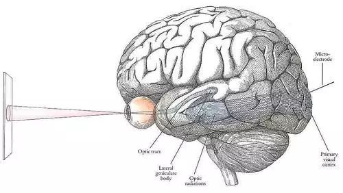科学家已经创造出人工视网膜植入物，可以恢复数百万人的视力！