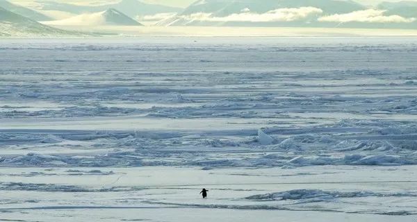 动物为什么会自杀？黑狗2次跳河死意坚决、企鹅独自走进深山等死