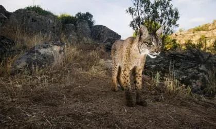 全球濒危灭绝的12种动物：比大熊猫还稀有