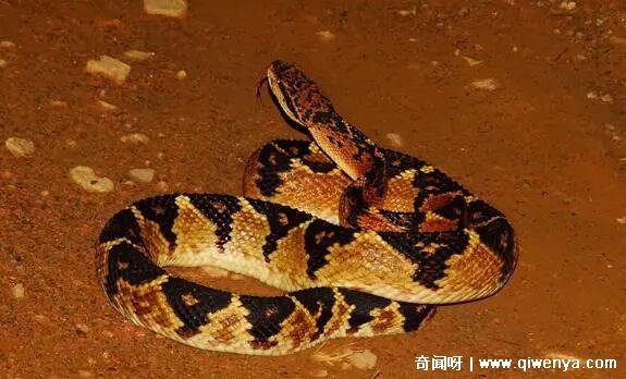 眼镜王蛇最怕什么蛇和动物,巨蝮蛇最克眼镜王蛇(不怕毒还抗揍)