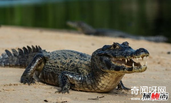 南美洲有什么动物?盘点南美洲的十大代表动物(附图)